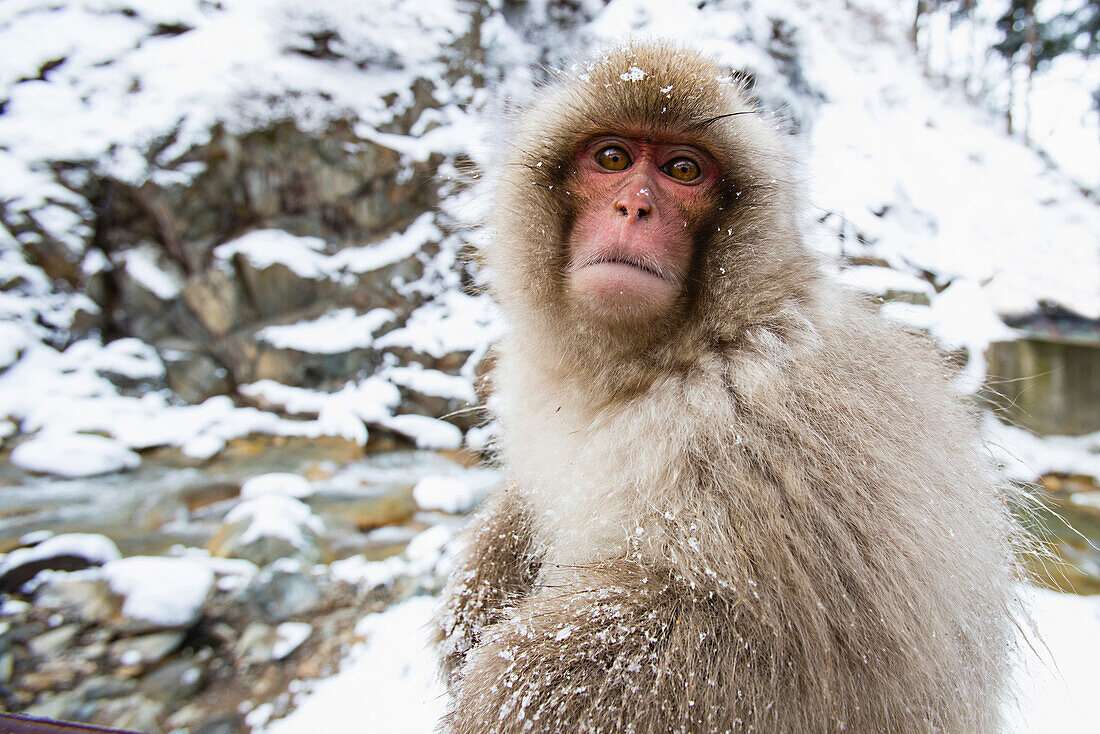 Japanese Macaque (Macaca fuscata) young in winter, Jigokudani, Nagano, Japan