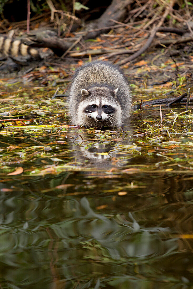 Raccoon (Procyon lotor) juvenile in water, San Francisco, Bay Area, California