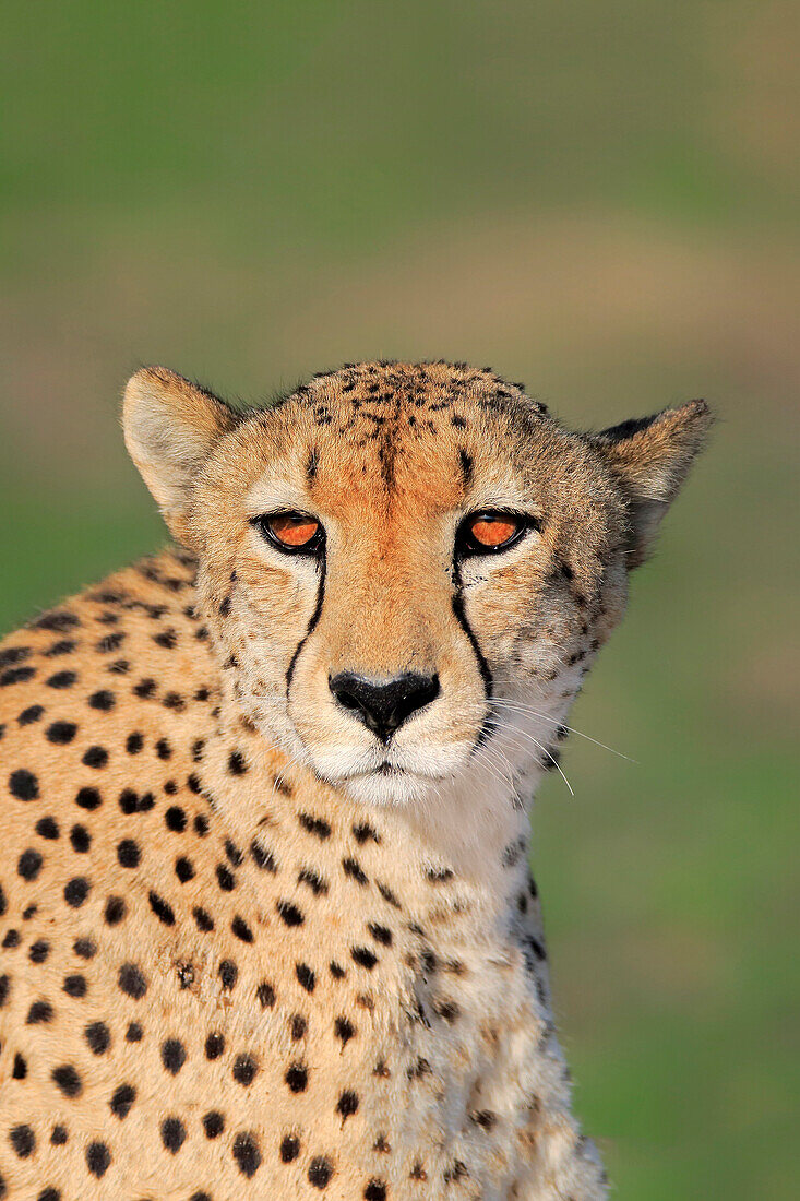 Cheetah (Acinonyx jubatus), Sabi-sands Game Reserve, South Africa