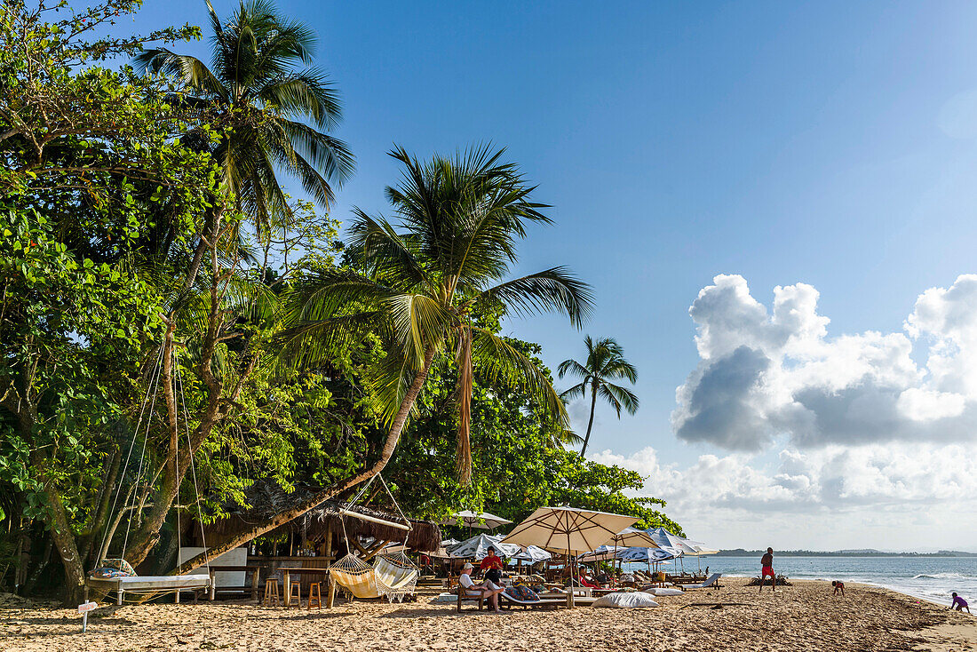 Coconut palm trees on tropical beach in south Bahia, Peninsula de Marau, Brazil