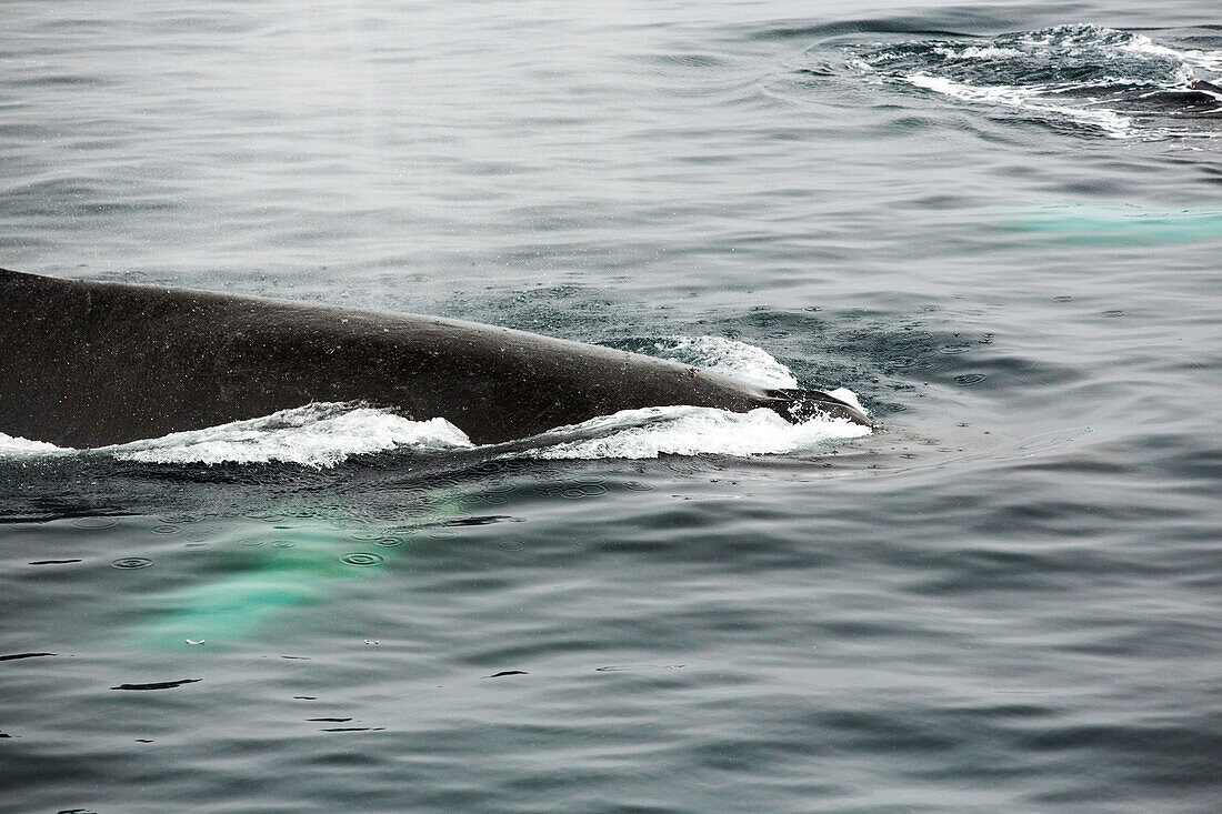 Nature photograph of humpback whale (Megaptera novaeangliae) swimming in Wilhelmena Bay, Antarctic Peninsula and surfacing wth a metre of a zodiak. The whales migrate here in the summer to feed on the Krill. Krill numbers have declined by over 50%. They f