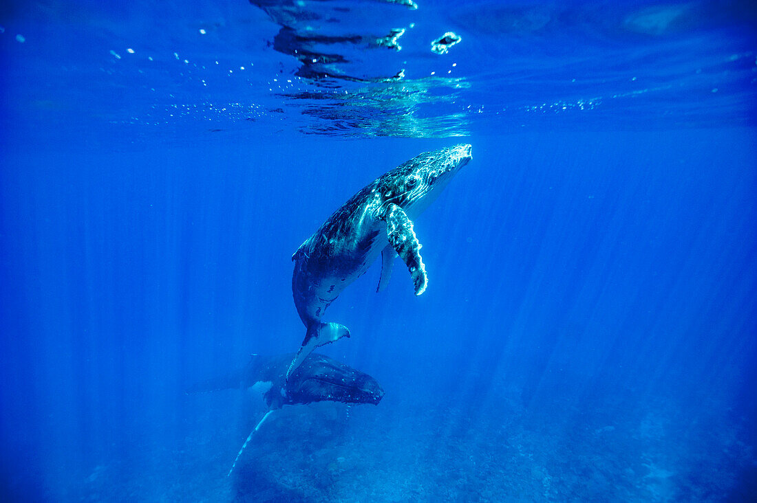 Humpback whales in ocean, Kingdom of Tonga, Ha'apai Island group, Tonga