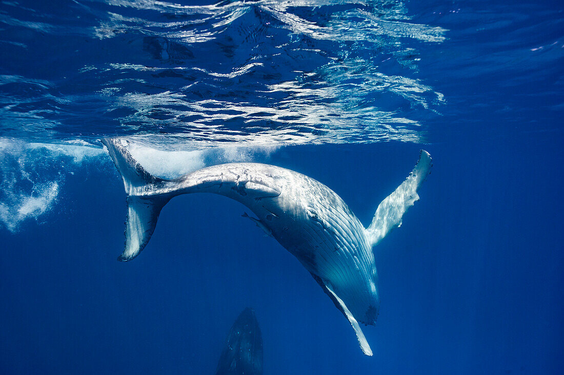 Humpback whales swimming in ocean, Kingdom of Tonga, Ha'apai Island group, Tonga