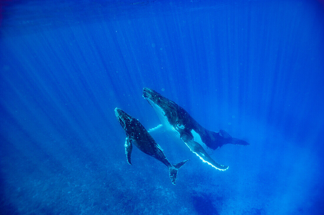 Humpback whales swimming in ocean, Kingdom of Tonga, Ha'apai Island group, Tonga