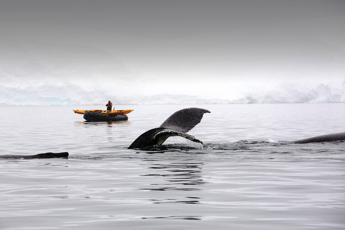 Photograph with humpback whale (Megaptera novaeangliae) tail fin above water in Wilhelmena Bay, Antarctic Peninsula. With passengers from an expedition crusie in Zodiaks. The whales migrate here in the summer to feed on the Krill. Krill numbers have decli