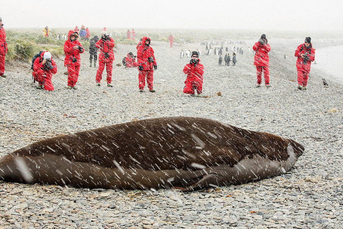 A massive bull, beach master Southern Elephant Seal; Mirounga leonina, at Jason Harbour, South Georgia, Antarctica, with tourists from an expedtion cruise ship.