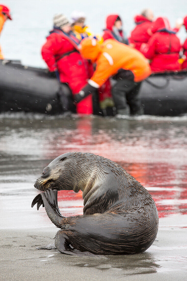 A female Antarctic Fur Seal (Arctocephalus gazella) at Salisbury Plain, South Georgia, Southern Ocean, with a zodiak full of passengers from an expedition cruise.