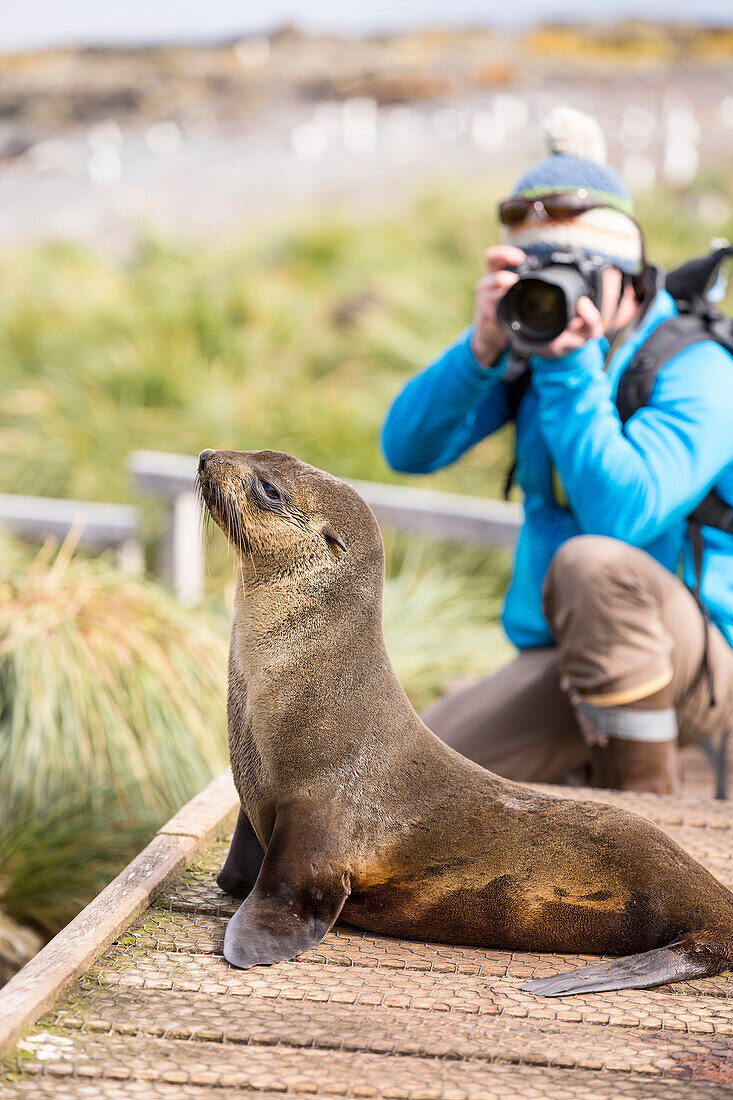 A female Antarctic Fur Seal (Arctocephalus gazella) on Prion Island, South Georgia, Southern Ocean, and a wildlife photographer.