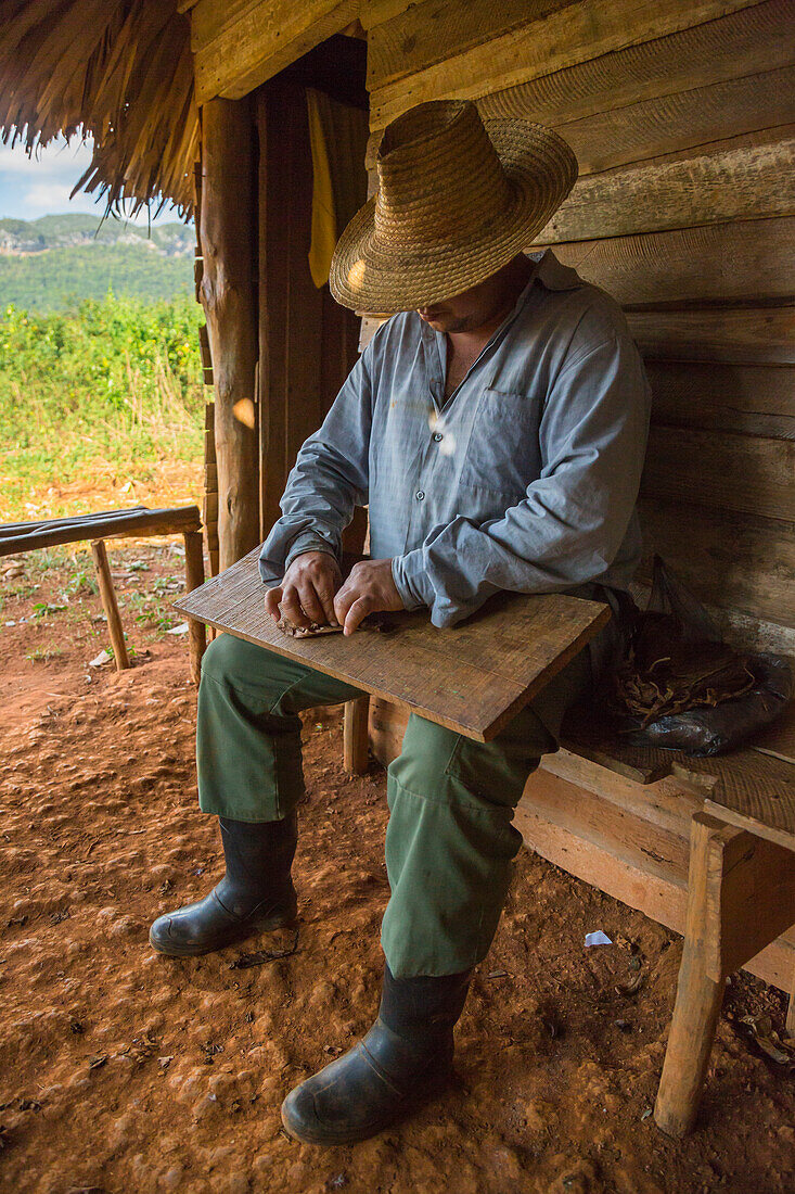 Cuban farmer on a tobacco plantation demonstrating how to roll by hand a Cuban cigar. Vinales, Cuba.
