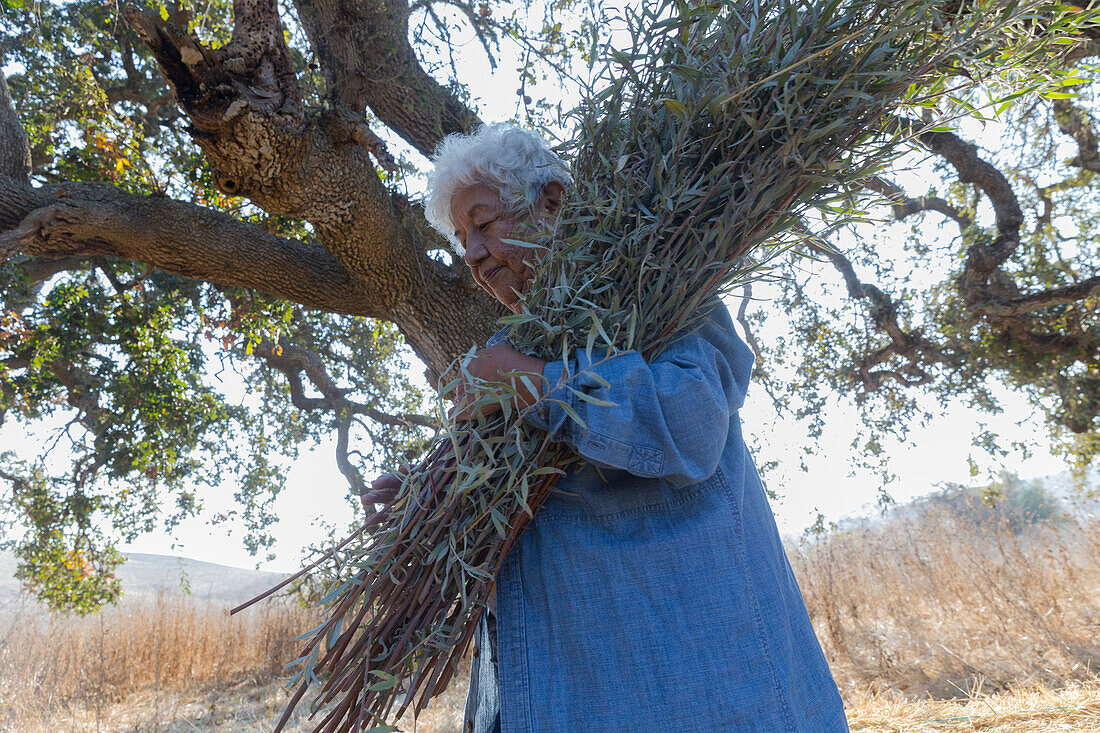 senior female member of Federated Indians of Graton Rancheria collect gray willow for basket making at Tolay Creek, California, USA