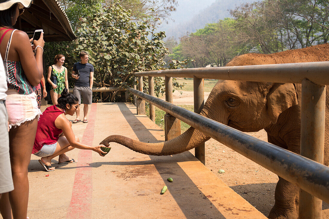 Elephant's trunk reaches for the fruit in a woman's hand at the park. All the visitor have an opportunity to feed the elephants.