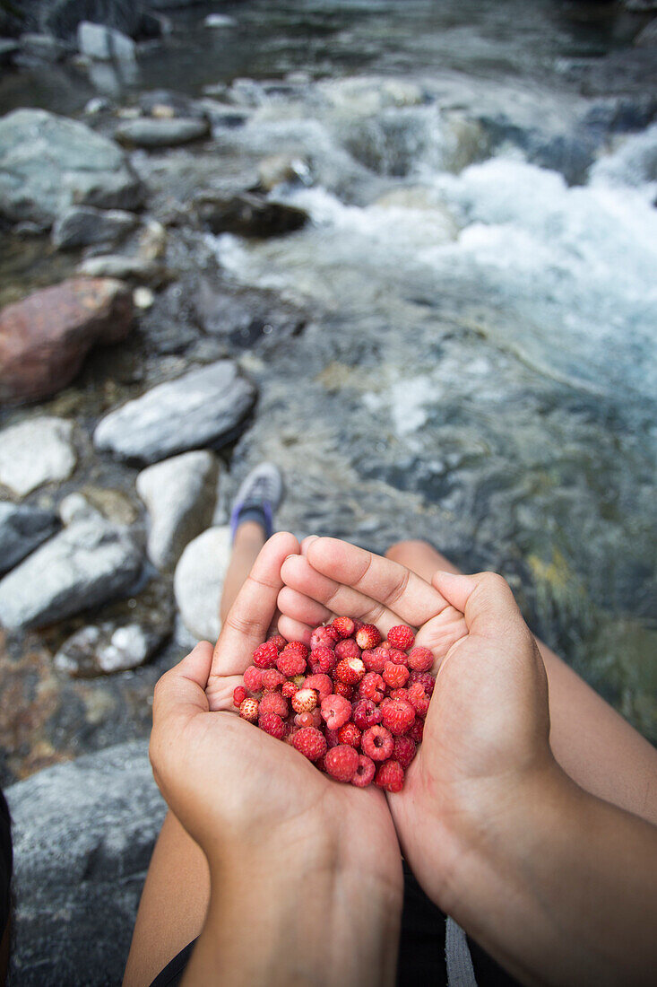 Hands of person holding freshly picked raspberries with stream in background