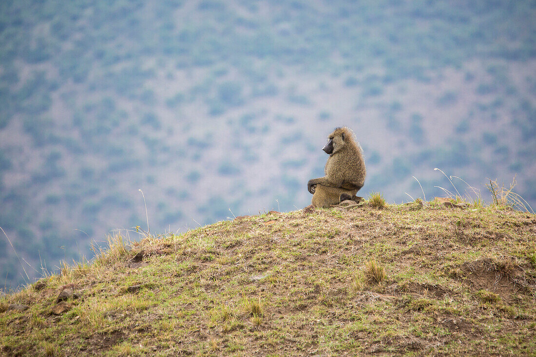 Single lone baboon sitting on hill, Masai Mara National Reserve, Kenya
