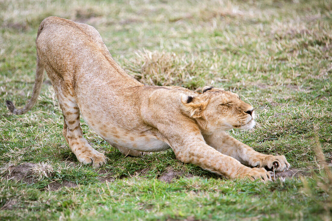 Side view of young lion (Panthera leo) stretching, Masai Mara National Reserve, Kenya