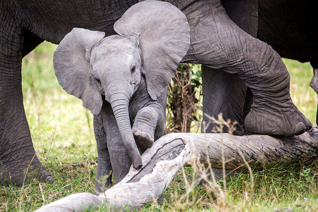 Front view of African elephant (Loxodonta africana) calf, Masai Mara National Reserve, Kenya