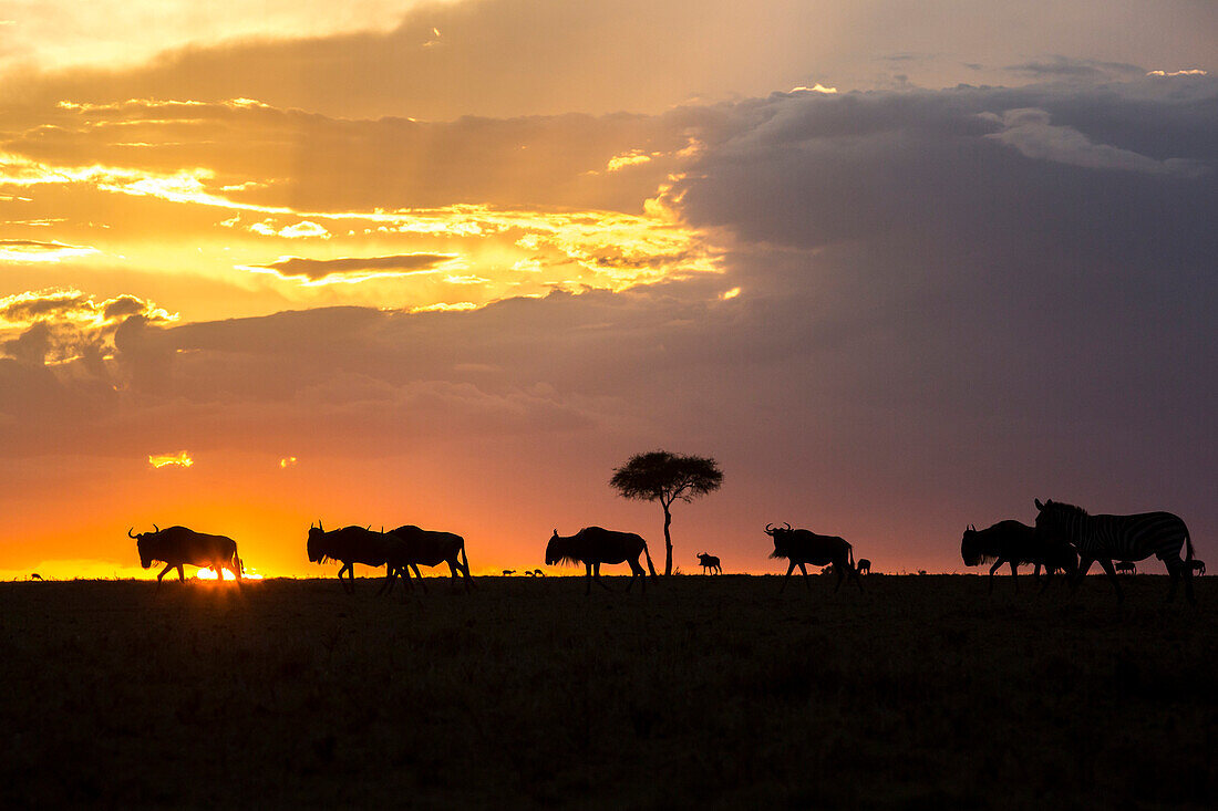 Side view of wildebeests silhouetted at sunset during great migration, Masai Mara National Reserve, Kenya