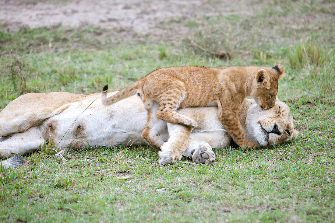 Nature photograph of lion (Panthera leo) cub playing with female adult, Masai Mara National Reserve, Kenya