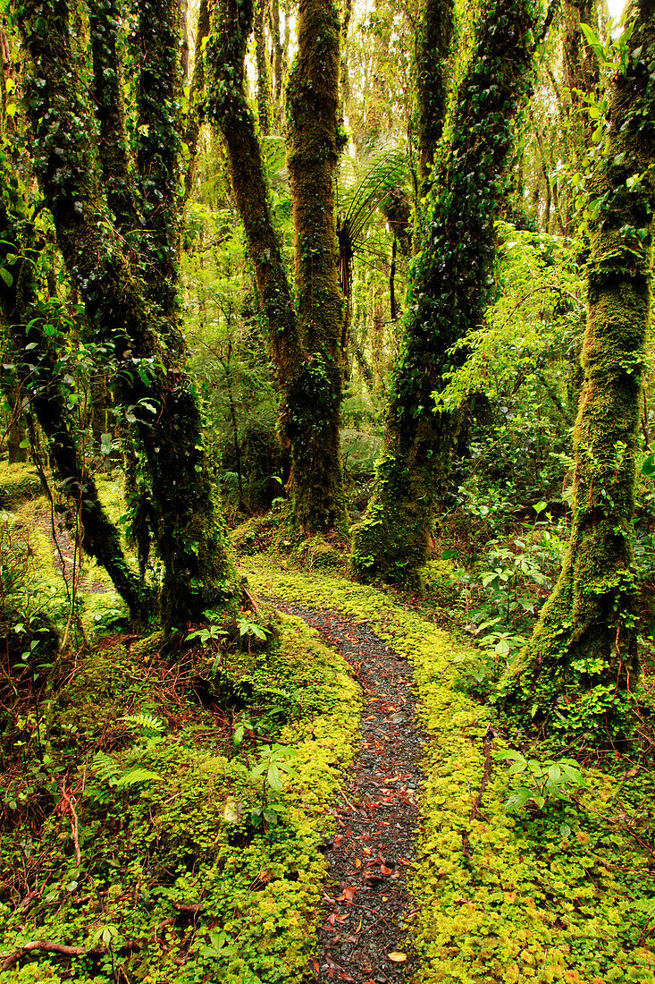 Narrow trail through vibrant lush forest, New Zealand