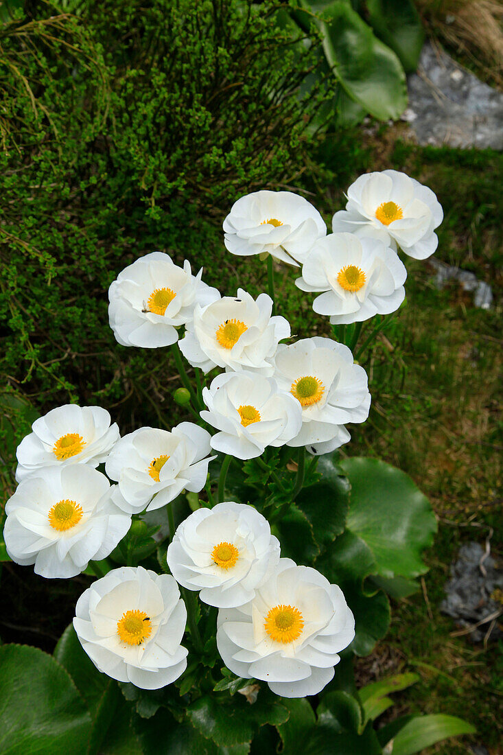 Close-up of white blooming wildflowers, New Zealand
