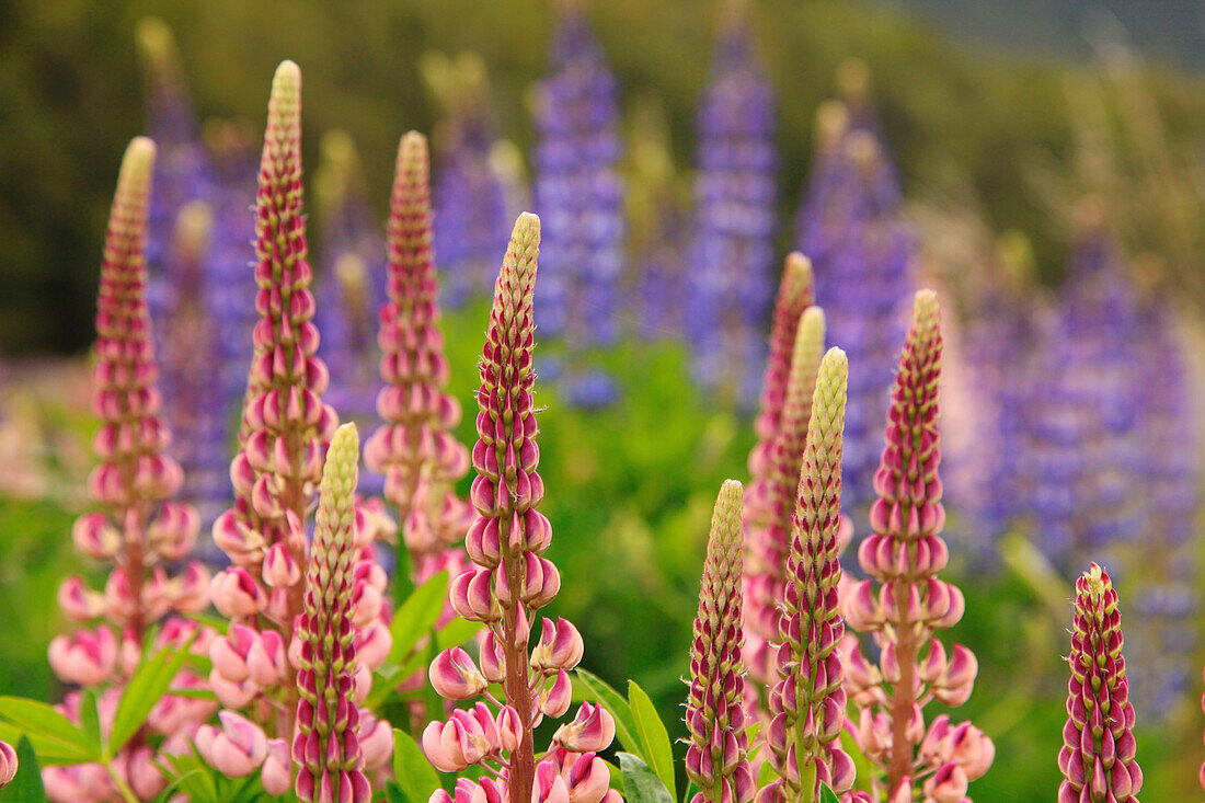 Nahaufnahme von wild rosa blühenden Lupinen, Neuseeland