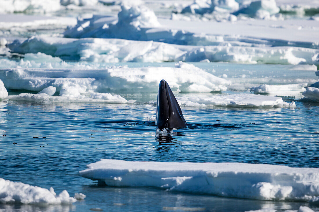 Minke whale (Balaenoptera acutorostrata) head emerging among pack ice, Arctic Ocean, Spitsbergen, Svalbard and Jan Mayen, Norway