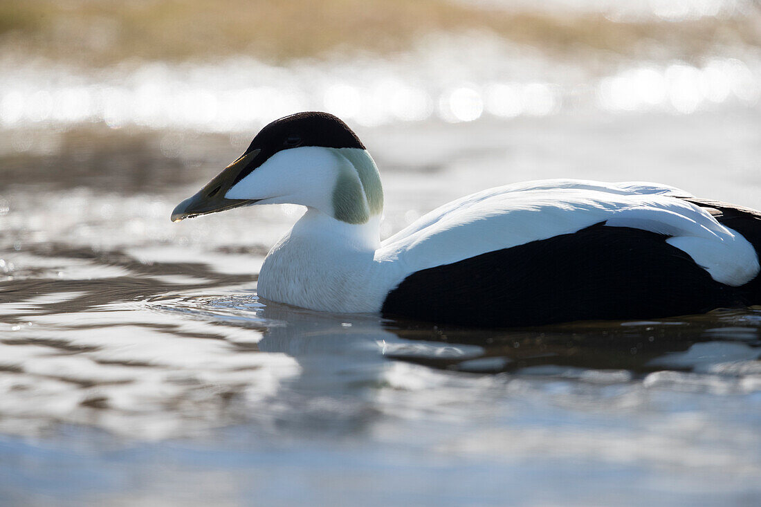 Arctic nature photograph with side view of single common eider (Somateria mollissima) floating on Arctic Ocean, Longyearbyen, Svalbard and Jan Mayen, Norway