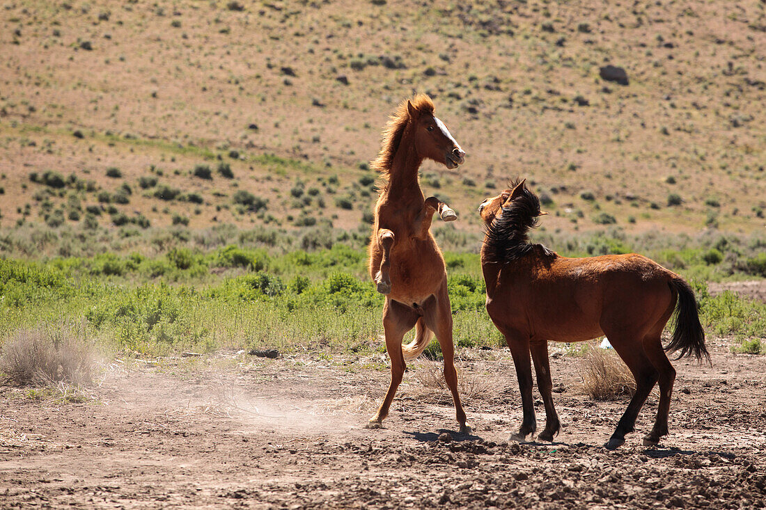 Two brown wild mustangs fighting