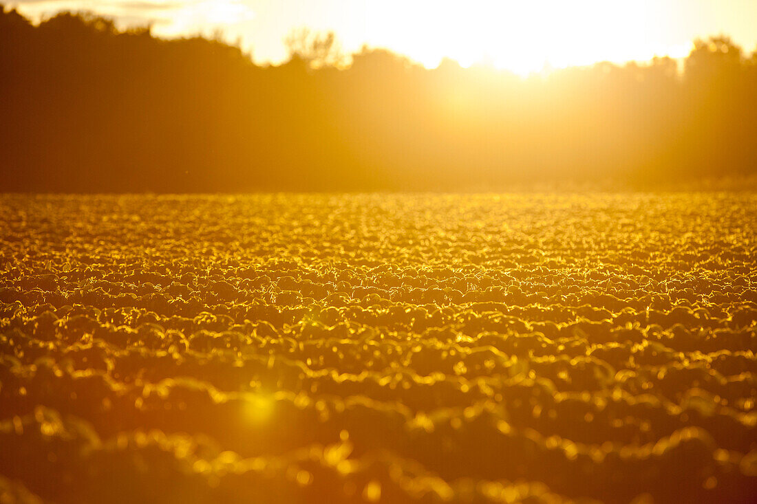 Sun illuminating plowed countryside field at sunrise, Marshfield, Wisconsin, USA