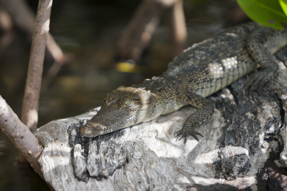 Junges Beulenkrokodil, Crocodylus moreletii, Cancun, Yucatan, Mexiko