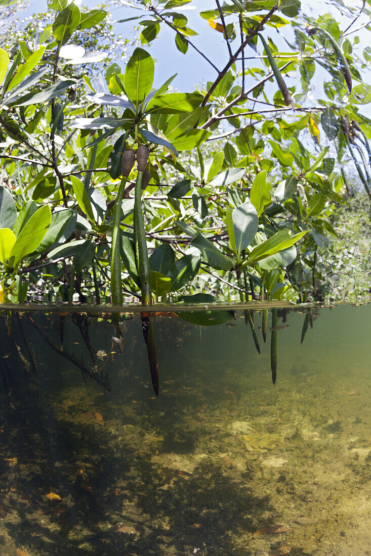 Mangroves, Cancun, Yucatan, Mexico
