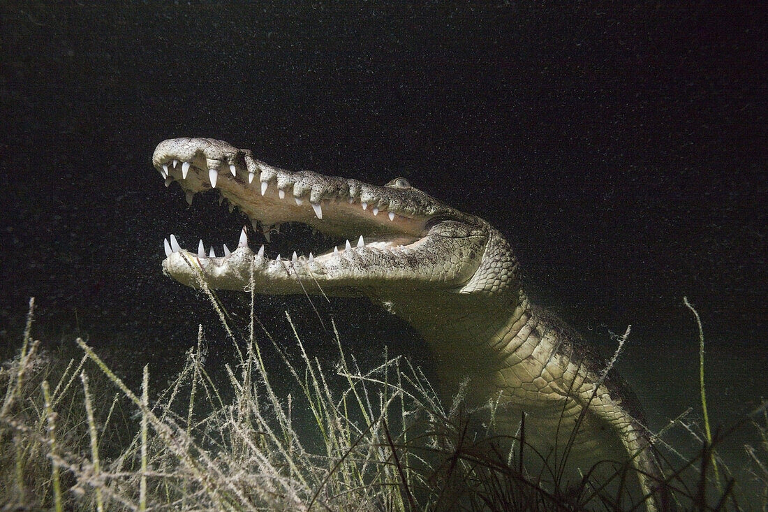 Morelet's Crocodile hunting at Night, Crocodylus moreletii, Cancun, Yucatan, Mexico