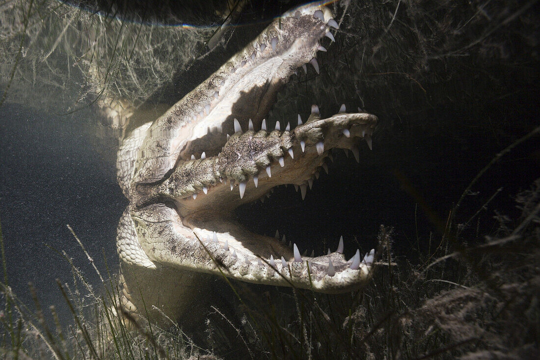 Beulenkrokodil jagt nachts, Crocodylus moreletii, Cancun, Yucatan, Mexiko