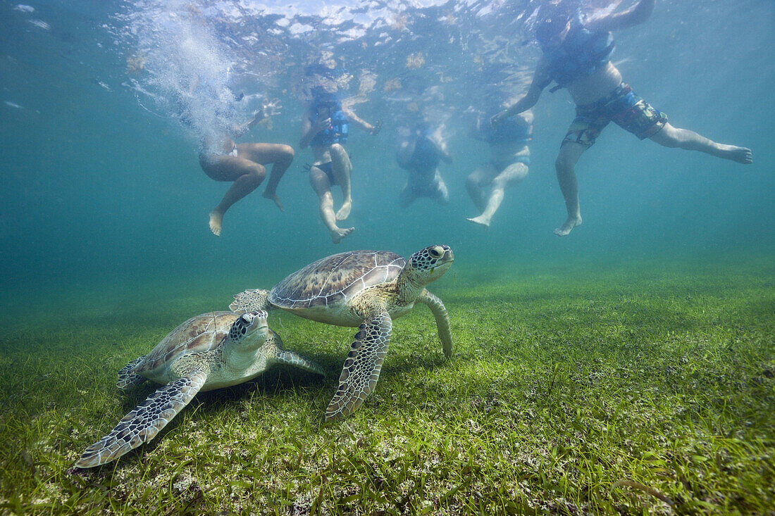 Schnorchler betrachten Gruene Meeresschildkroete, Chelonia mydas, Akumal, Tulum, Mexiko