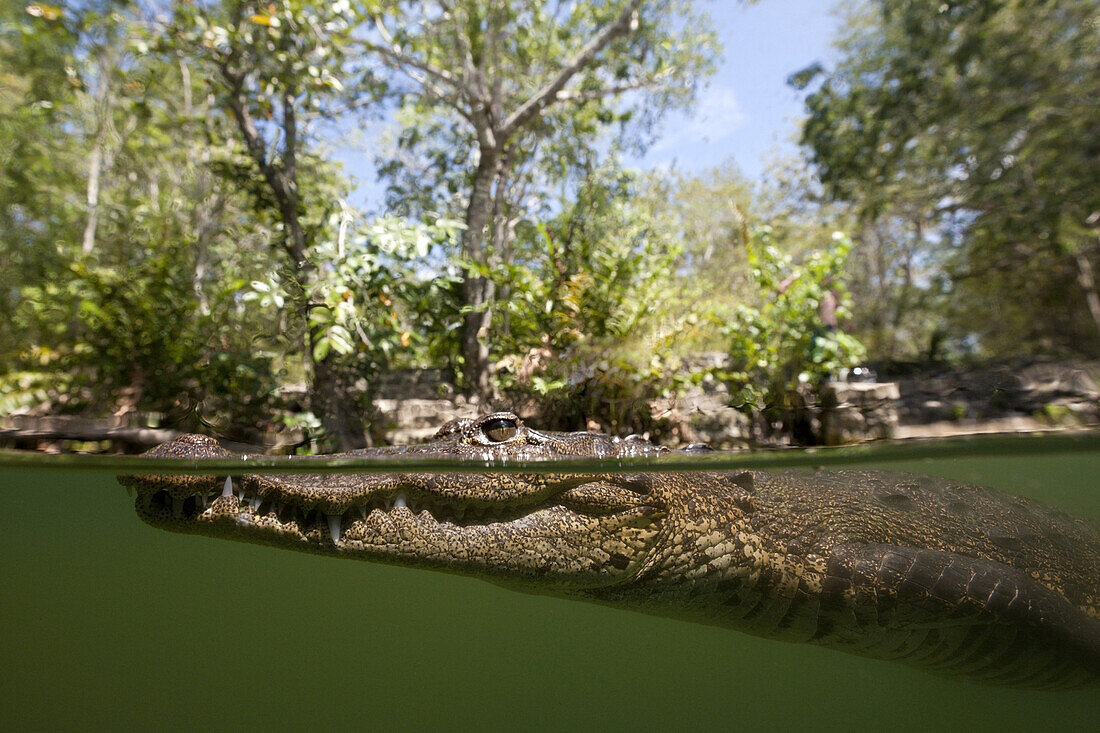 Morelets Crocodile, Crocodylus moreletii, Cancun, Yucatan, Mexico