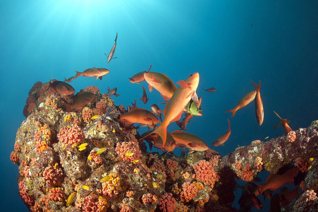 Schooling Pacific Creolefish, Paranthias colonus, La Paz, Baja California Sur, Mexico