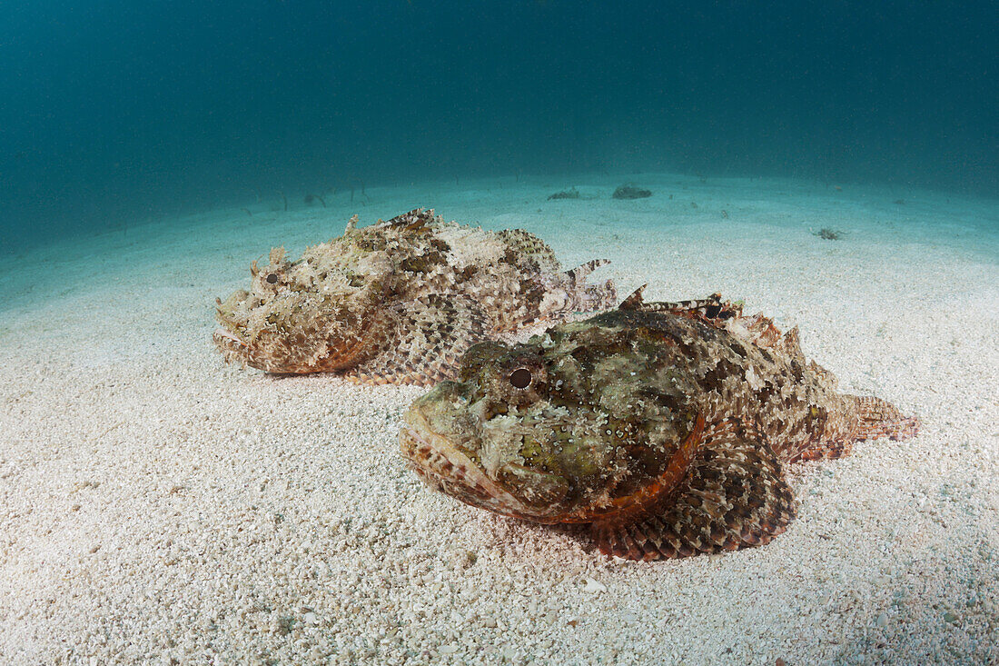 Pair of Pacific spotted Scorpionfish, Scorpaena mystes, La Paz, Baja California Sur, Mexico