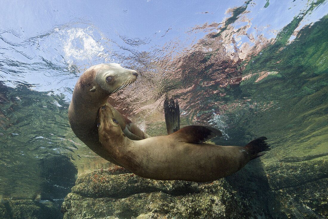 California Sea Lion, Zalophus californianus, La Paz, Baja California Sur, Mexico