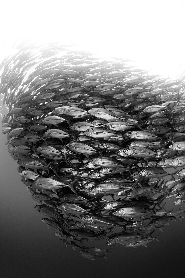 Bigeye Trevally, Caranx sexfasciatus, Cabo Pulmo, Baja California Sur, Mexico