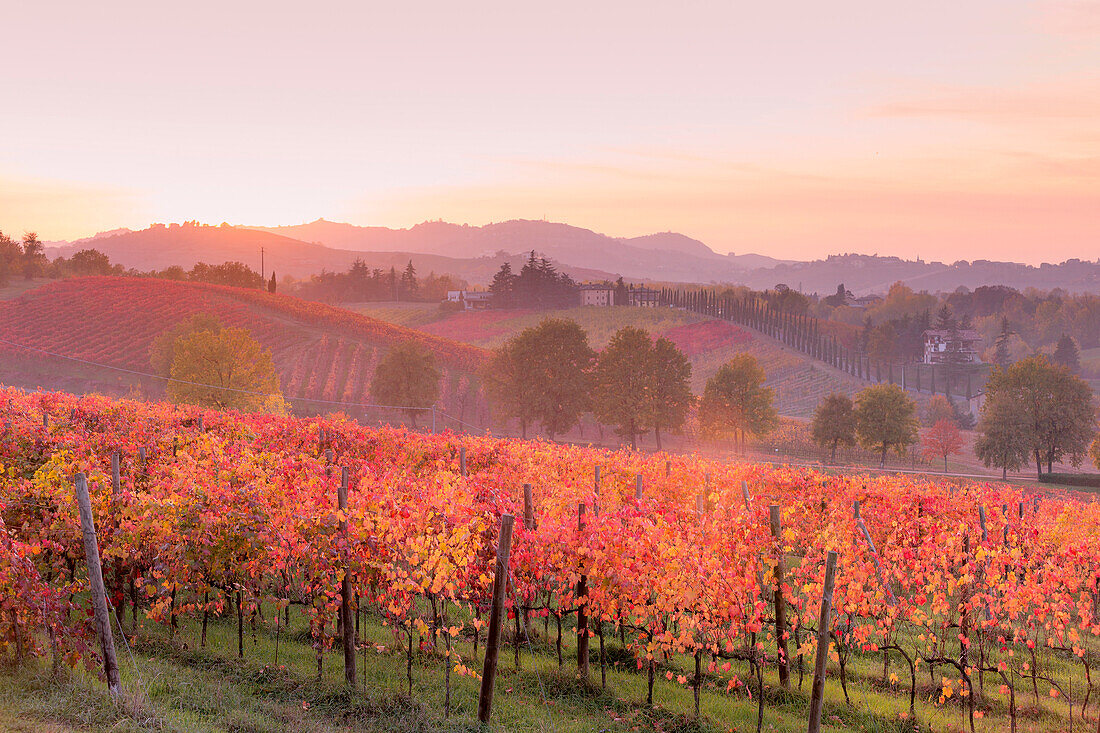 Lambrusco Grasparossa Vineyards in autumn at sunset. Castelvetro di Modena, Emilia Romagna, Italy