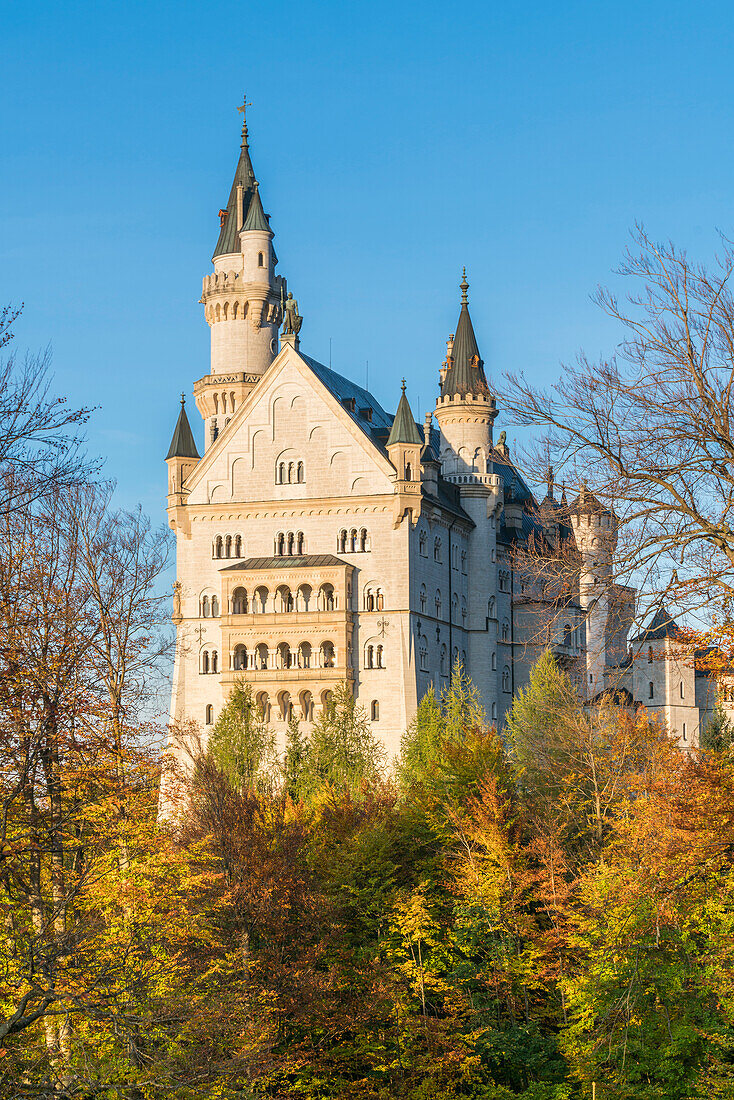 Facade of Neuschwanstein with coloured trees in the foreground. Schwangau, Schwaben, Bavaria, Germany.