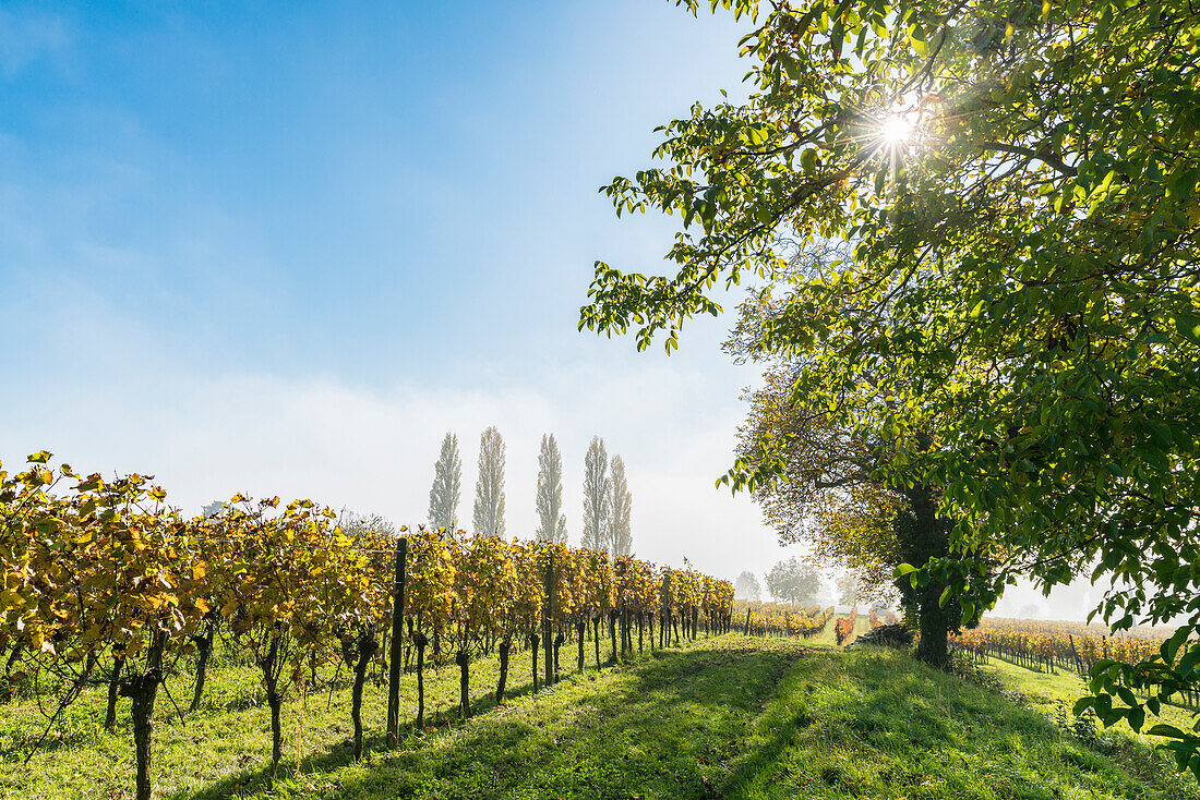 Vineyard and mist. Uhldingen-Mühlhofen, Baden-Württemberg, Germany.