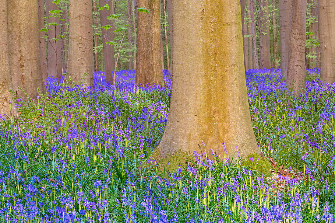 Bluebells carpet into the Halle Forest, Halle, Bruxelles, Flemish Brabant, Flanders, Belgium