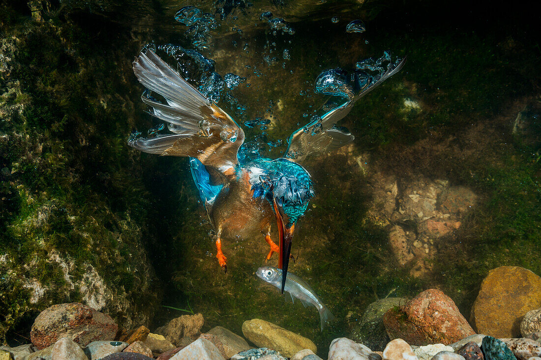 kingfisher hunting a fish underwater, Trentino Alto-Adige, Italy
