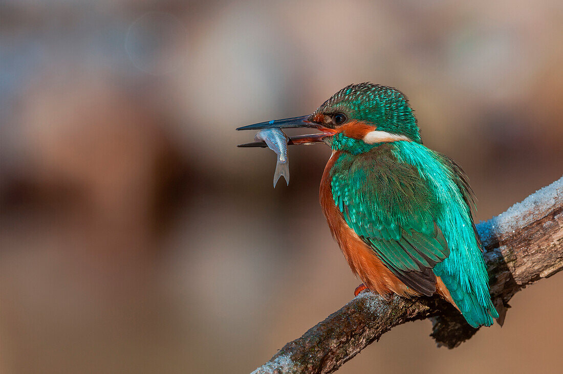 kingfisher on the perch with fish in its beak, Trentino Alto-Adige, Italy