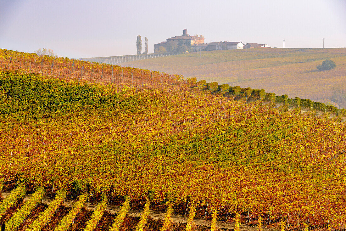 The vineyards and the Volta castle in Autumn. Italy, Piedmont, district of Cuneo, Langhe, Barolo