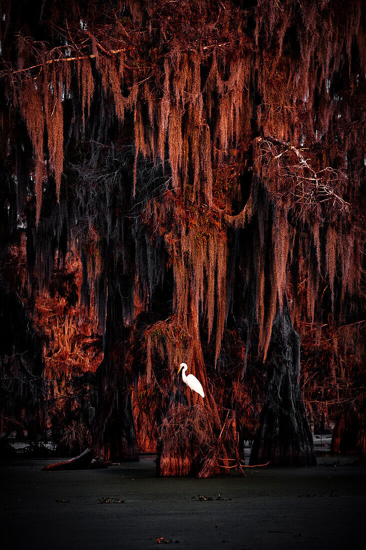 Egret on Taxodium distichum (Bald Cypress), Lake Martin, Atchafalaya Basin, Breaux Bridge, Louisiana, United States