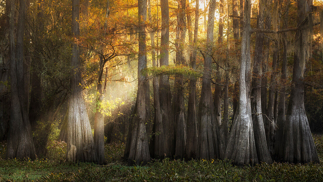 Atchafalaya river, Plaquemine, Atchafalaya Basin, Southern United States, USA; North America