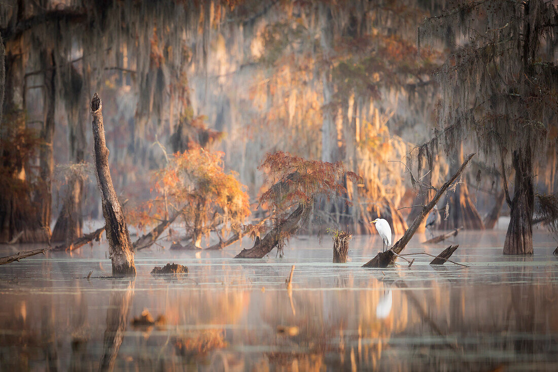 Great Egret (Ardea alba) in Lake Martin, Breaux Bridge, Atchafalaya Basin, Southern United States, USA; North America