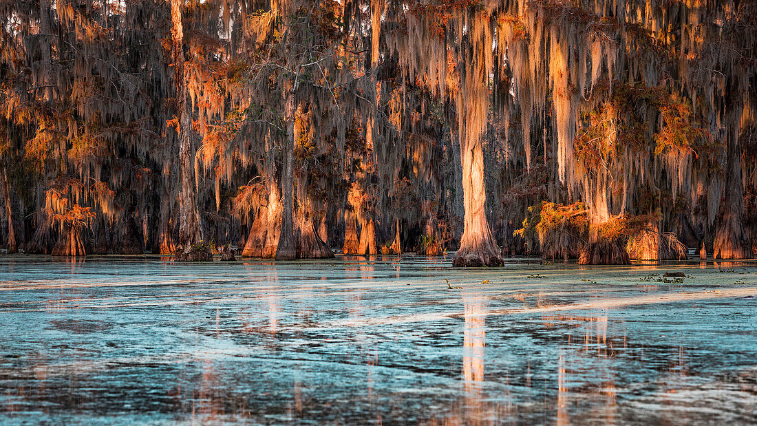 Lake Martin, Breaux Bridge, Atchafalaya Basin, Southern United States, USA; North America