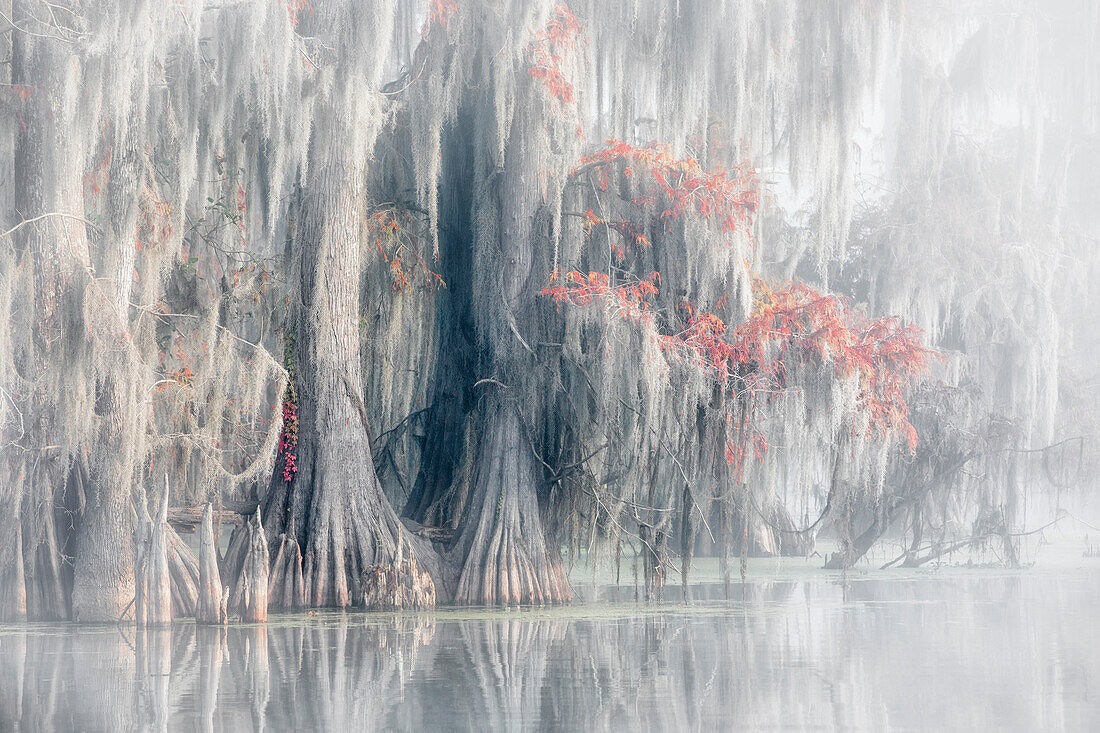 Lake Martin, Breaux Bridge, Atchafalaya Basin, Southern United States, USA; North America